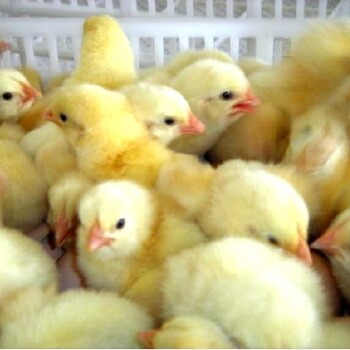 锡林郭勒盟镶黄旗鹅苗养殖方法-在那里可以买活鸡苗