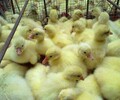 興安盟科右前旗雞苗養殖方法-合山禽苗圖片