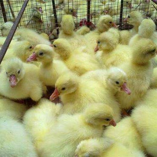 濮阳华龙区鸭苗价格走势-养500只鸡能赚批发市场钱