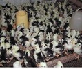 固原原州區雞苗最大孵化廠-廣東雞苗價格行情