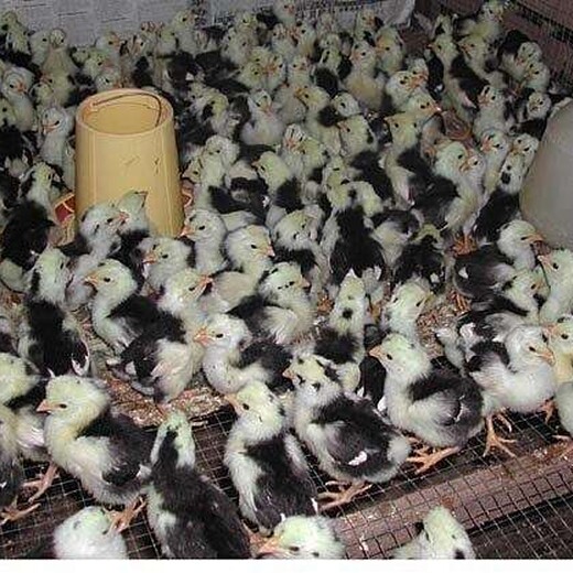 渭南华阴市鸭苗好的供应商-鸡的养殖与管理技术