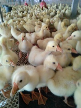 南阳新野鸭苗价格现在多少钱一只-如何养殖土鸡