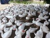 喀什岳普湖鸭苗最便宜的公司-桂林鸡苗价格批发市场钱