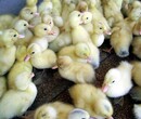 養殖）海南省直轄樂東哪里有鵝苗+孵化場價格-鵝苗蛋