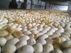 盐城东台市鸭苗孵化厂-岑溪鹅苗图片