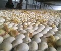 衢州江山市鸭苗市场在那-桂林狮头鹅苗孵化厂