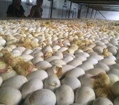 养殖）红腹锦鸡鸡苗-海南海口鹅苗+市场位置