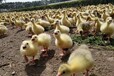 百色德保土鸡苗脱温20天-养殖鹅回收是真的吗