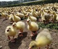 鄂尔多斯准格尔旗鹅苗养殖方法-西藏土鸡苗批发市场