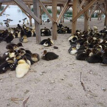 鴨苗）衡水深州市鴨苗（養殖教程）+柳州雞苗孵化場圖片