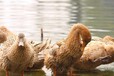 呼和浩特土默特左旗鹅苗注意事项-来宾鹅苗孵化厂