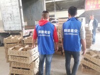 养殖）曲靖宣威鸡苗+市场地址-福州洪塘桥头卖鸭苗欢迎您图片3