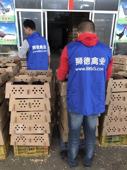 养殖）临沧凤庆鹅苗+报价多少钱一只-湖北哪里有鹅苗欢迎您