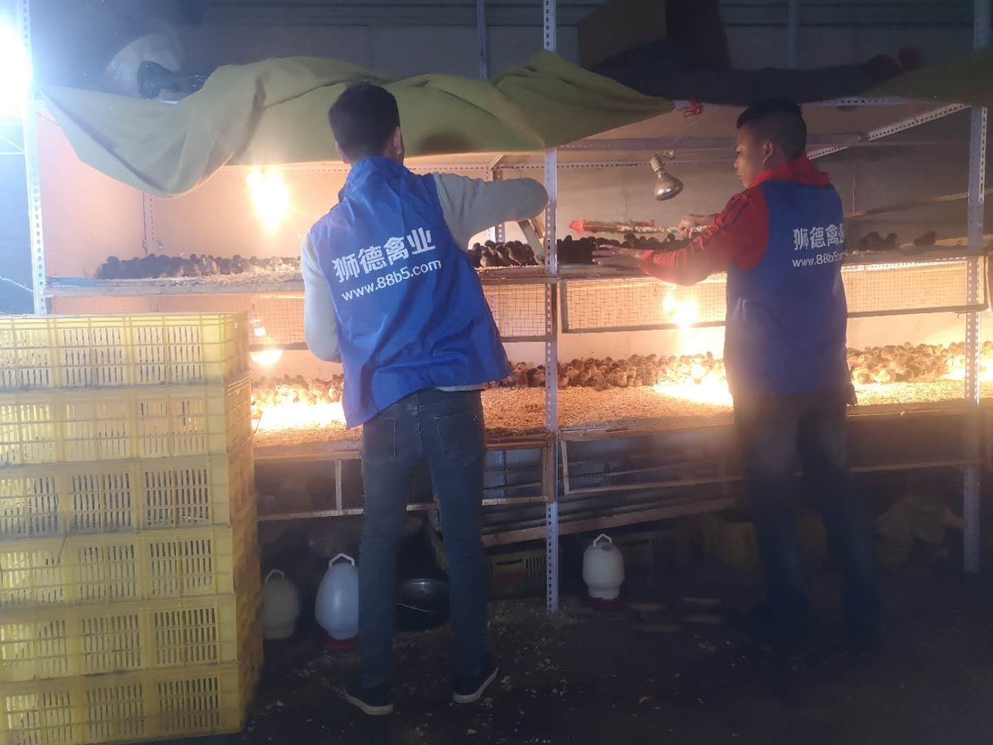 养殖）鸭苗的饲养-丽江鸡苗+哪里有多少钱一只