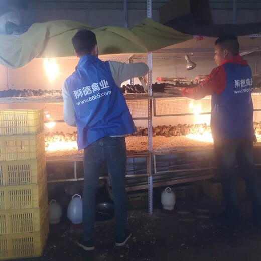 养殖）上饶鹅苗养殖基地-云南思茅哪里有小鸭苗+新行情