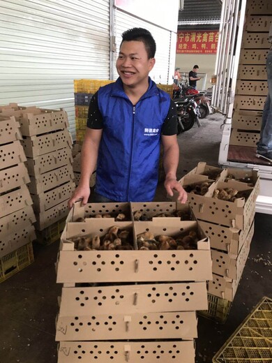 养殖）五黑鸡苗批发-贵州黔东南哪里有小鸭苗+孵化厂