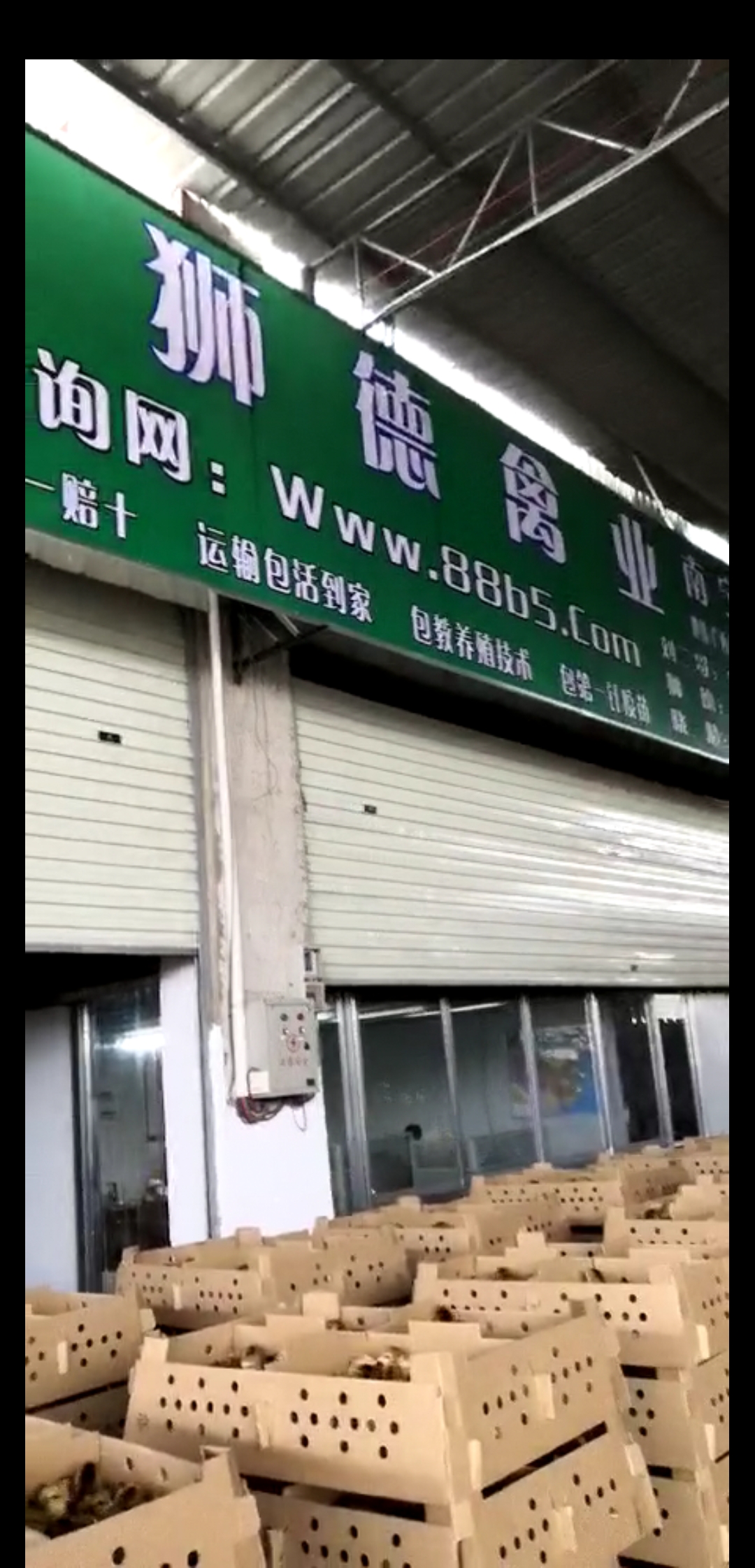 养殖）金华鹅苗-贵州黔南土鸡苗+市场地址在哪里