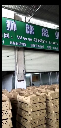 养殖）鹅苗多少钱-贵州六盘水鹅苗+10000只什么价格