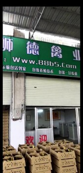 养殖）梅州大埔土鸡苗+脱温40天欢迎您