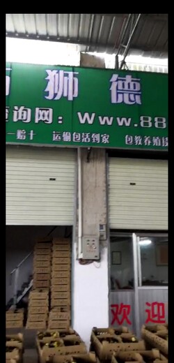 养殖）土杂鸡苗价格-云南保山鸡苗+市场位置