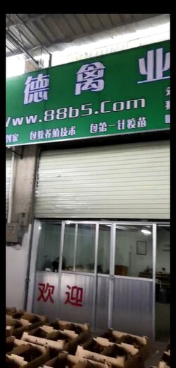 养殖）黑鹅苗价格-贵州黔东南鸡苗+孵化厂