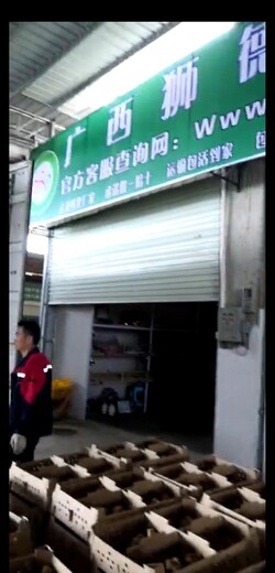 广东鹅苗市场在哪-贺州富川鹅苗教程-秦香土鸡苗位置