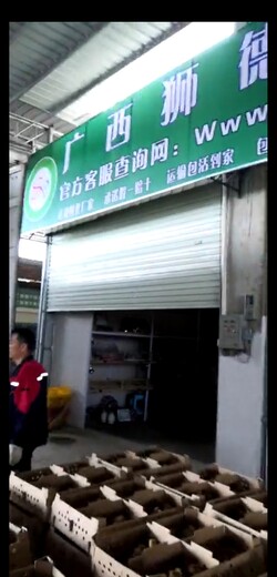 养殖教程）上海鸭苗+市场地址在哪里欢迎