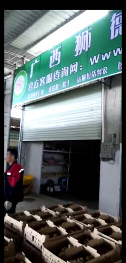 养殖）那里有土鸡鸡苗-云南临沧土鸡苗+批发市场在哪里