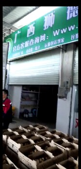 养殖）贺州钟山鸡苗+批发市场价格-小鸡苗价格欢迎您