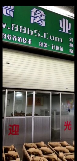 养殖）九江武宁鹅苗+交易场欢迎您