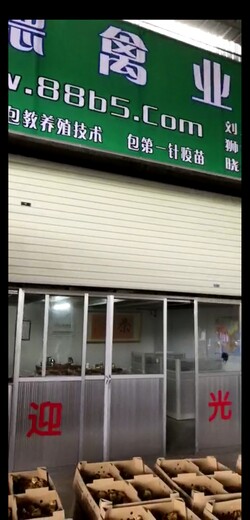 养殖）廊坊鹅苗-贵州安顺哪里有小鸡苗+孵化场价格