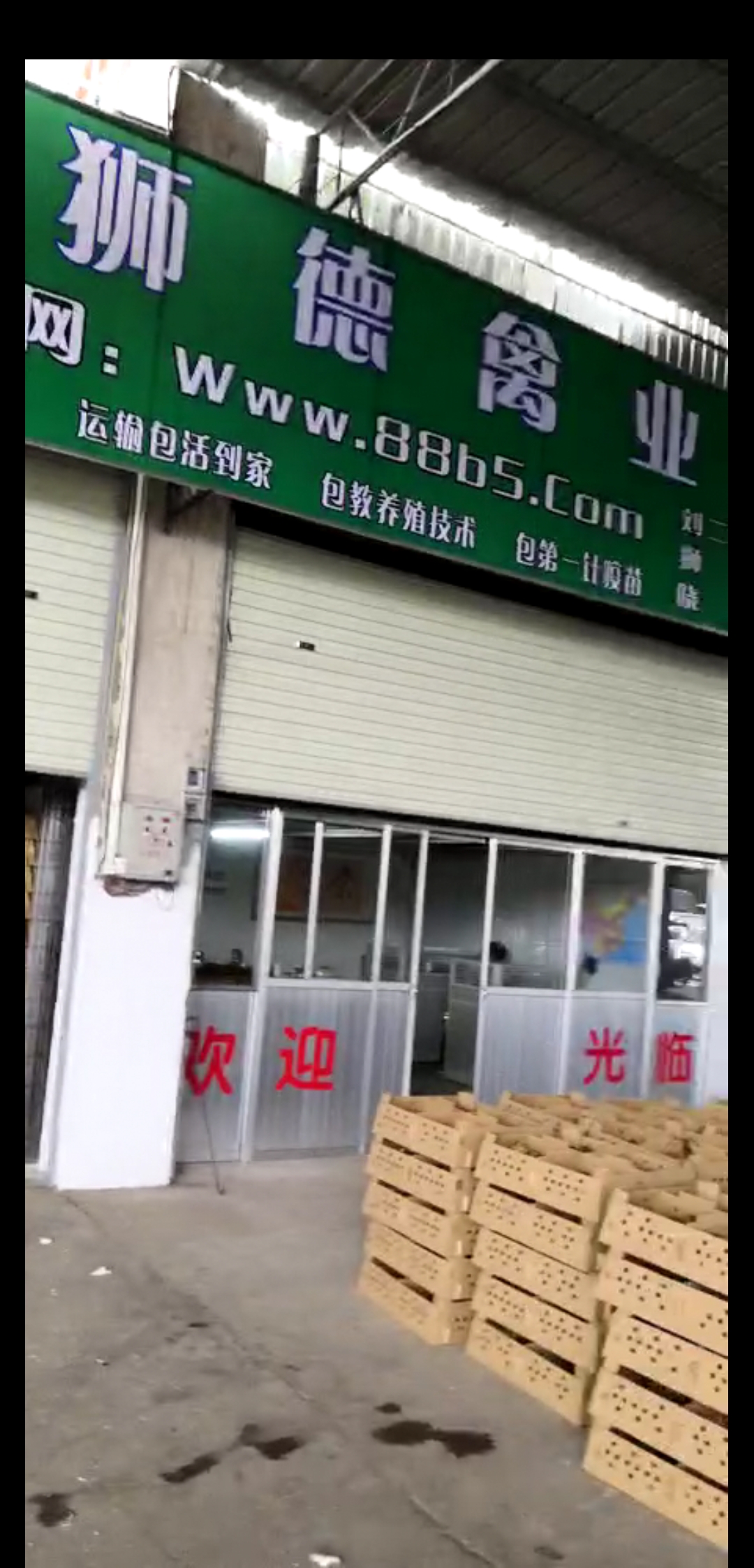 养殖）土鸡鸡苗-云南西双版纳哪里有小鸡苗+批发市场地址在哪里