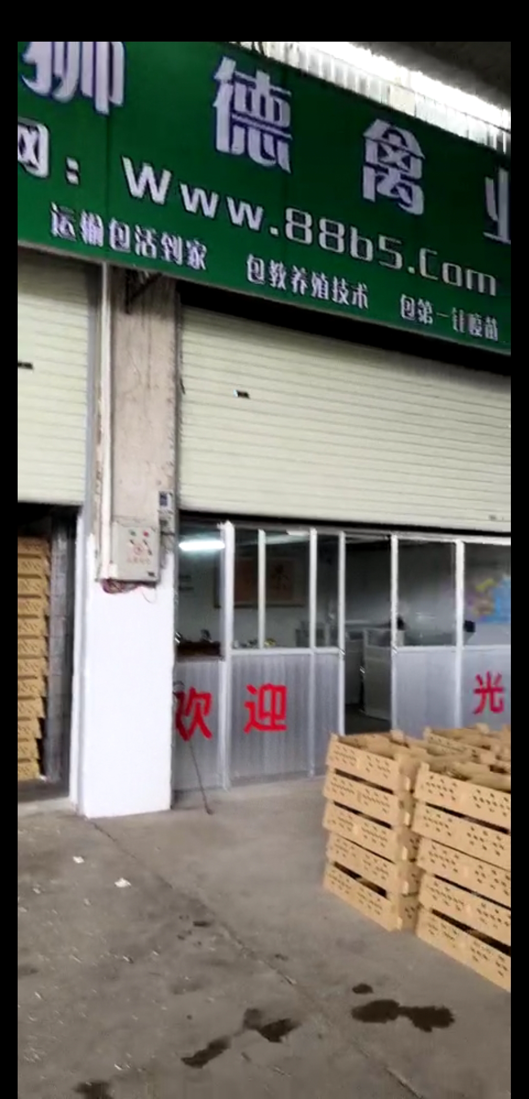 养殖）好鸡苗价格-丽江鹅苗+市场地址在哪里