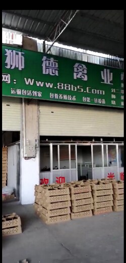 养殖）种蛋鸡苗-德宏小鸭苗+市场地址在哪里