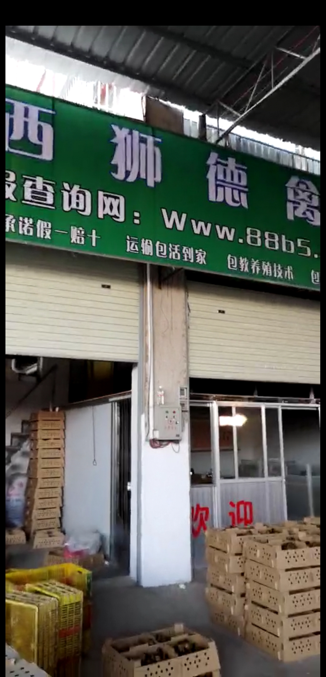 养殖）鹅苗价格品种-贵州黔东南土鸡苗+批发市场位置在哪里