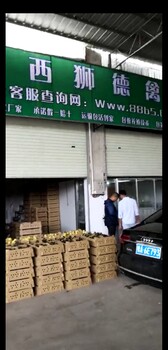 养殖）东莞望牛墩鹅苗+进入价格-山东曹县有鸡苗欢迎您