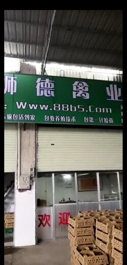 养殖）南平鹅苗-贵州安顺哪里有小鹅苗+批发市场地址