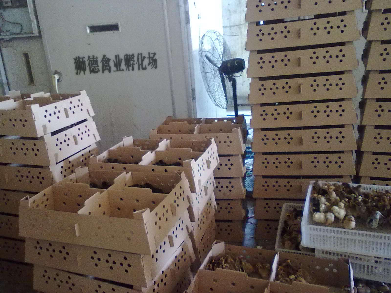 养殖）小品种鹅苗-云南保山土鸡苗+3000只什么价格