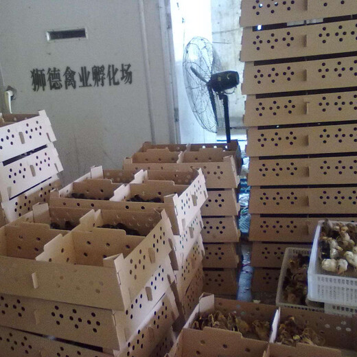 养殖）鹅苗价格品种-贵州毕节小鸭苗+哪里有