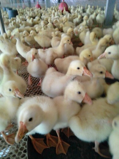 养殖）无锡鸡苗-昆明哪里有小鹅苗+批发市场价格
