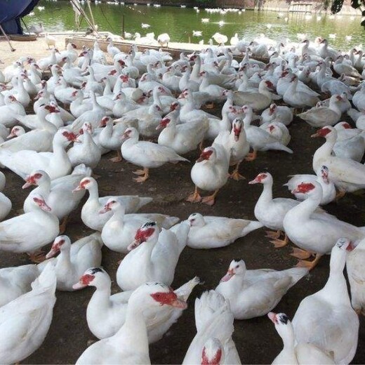 养殖）贵州鹅苗价格-海南哪里有小鹅苗+孵化厂