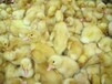 養殖）哪里的雞苗-湖北武漢哪里有小雞苗+價格現在多少錢一只