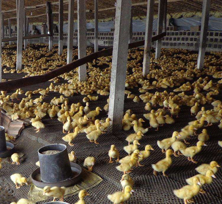 养殖）唐山鸭苗价格-海南海南省直辖哪里有小鸡苗+孵化厂