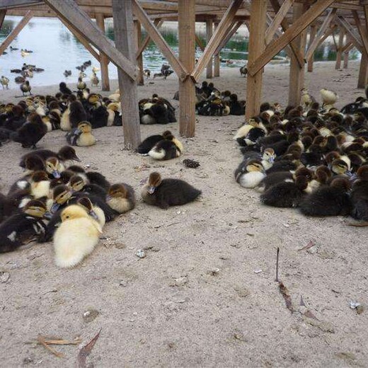 养殖）贵阳白云鸭苗+脱温40天欢迎您