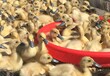养殖）1000只鹅苗多少钱-贵州土鸡苗+批发市场地址在哪里