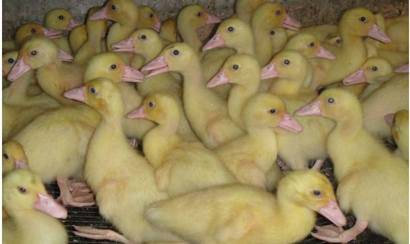 养殖）鹅苗孵化设备-贵州铜仁鸡苗+3000只什么价格