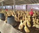 养殖）河池环江毛南族鹅苗+批发市场价格-老品种土鸡苗欢迎您图片