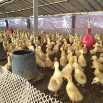 养殖）土鸡鸡苗-云南西双版纳哪里有小鸡苗+批发市场地址在哪里