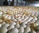 养殖）红骨顶鸡苗多少钱一只-贵州六盘水鸭苗+脱温20天图片