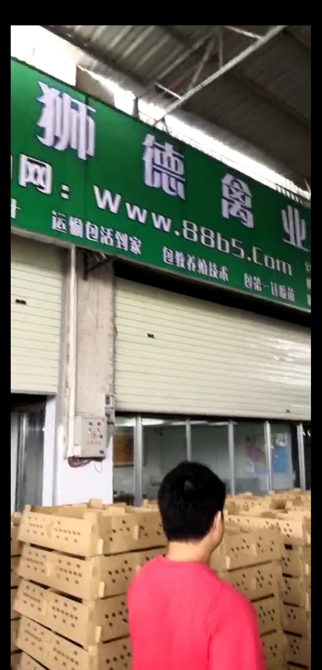 养殖教程）南昌新建鸡苗+本地-东兴鸡苗市场欢迎